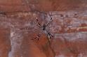 Argiope_ZZ307_D3475_Z_88_Karinji NP_Australie